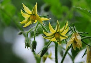 tomato-flowers