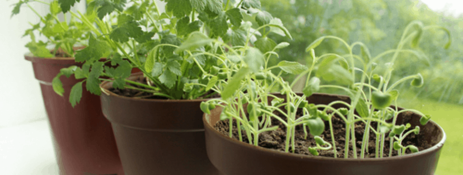 window-herb-garden