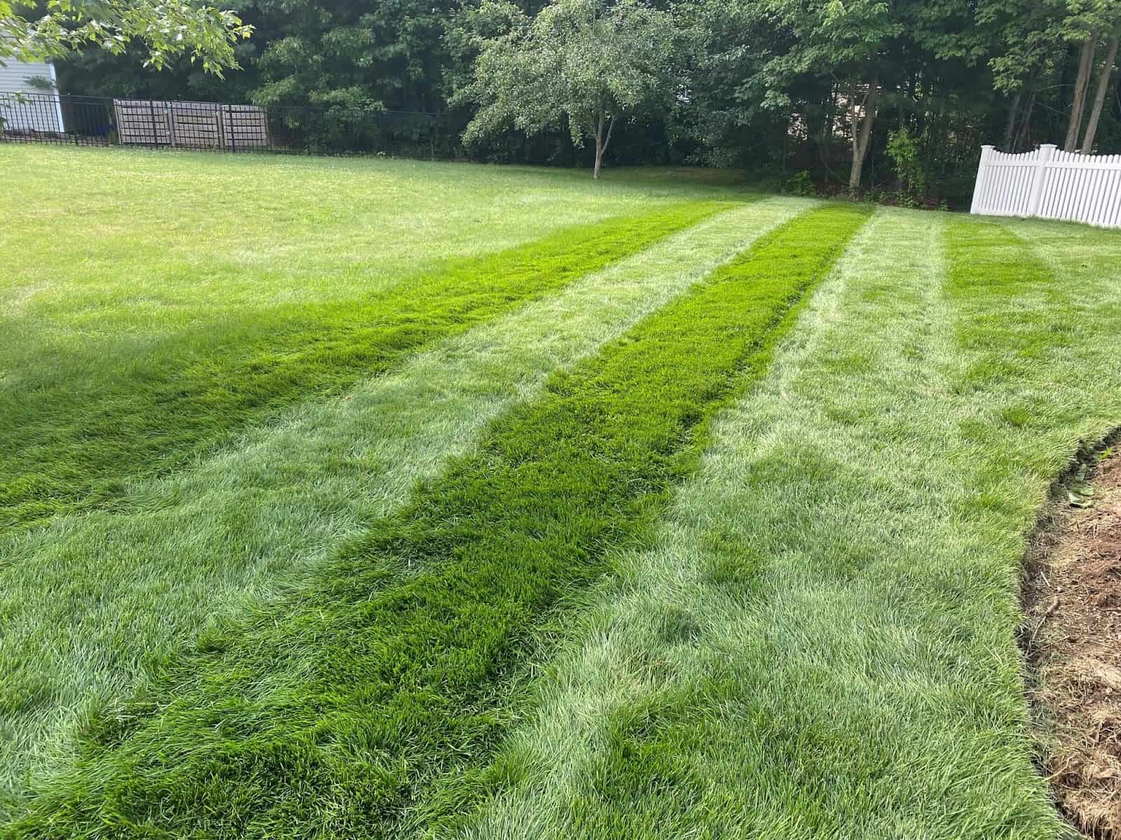 Stress Free Lawn in Summer