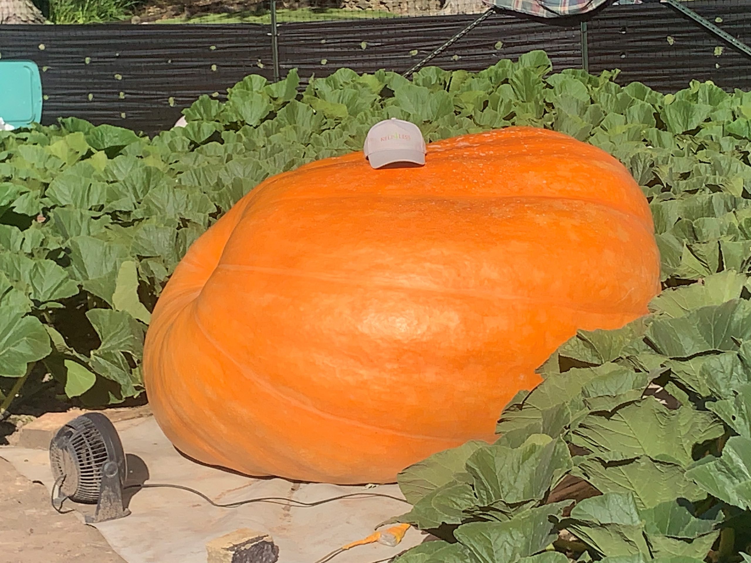 Jim Ford 2551 pumpkin